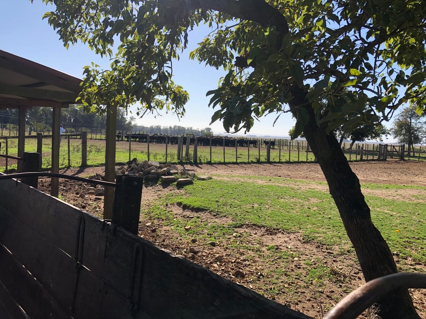Corral junto a un árbol