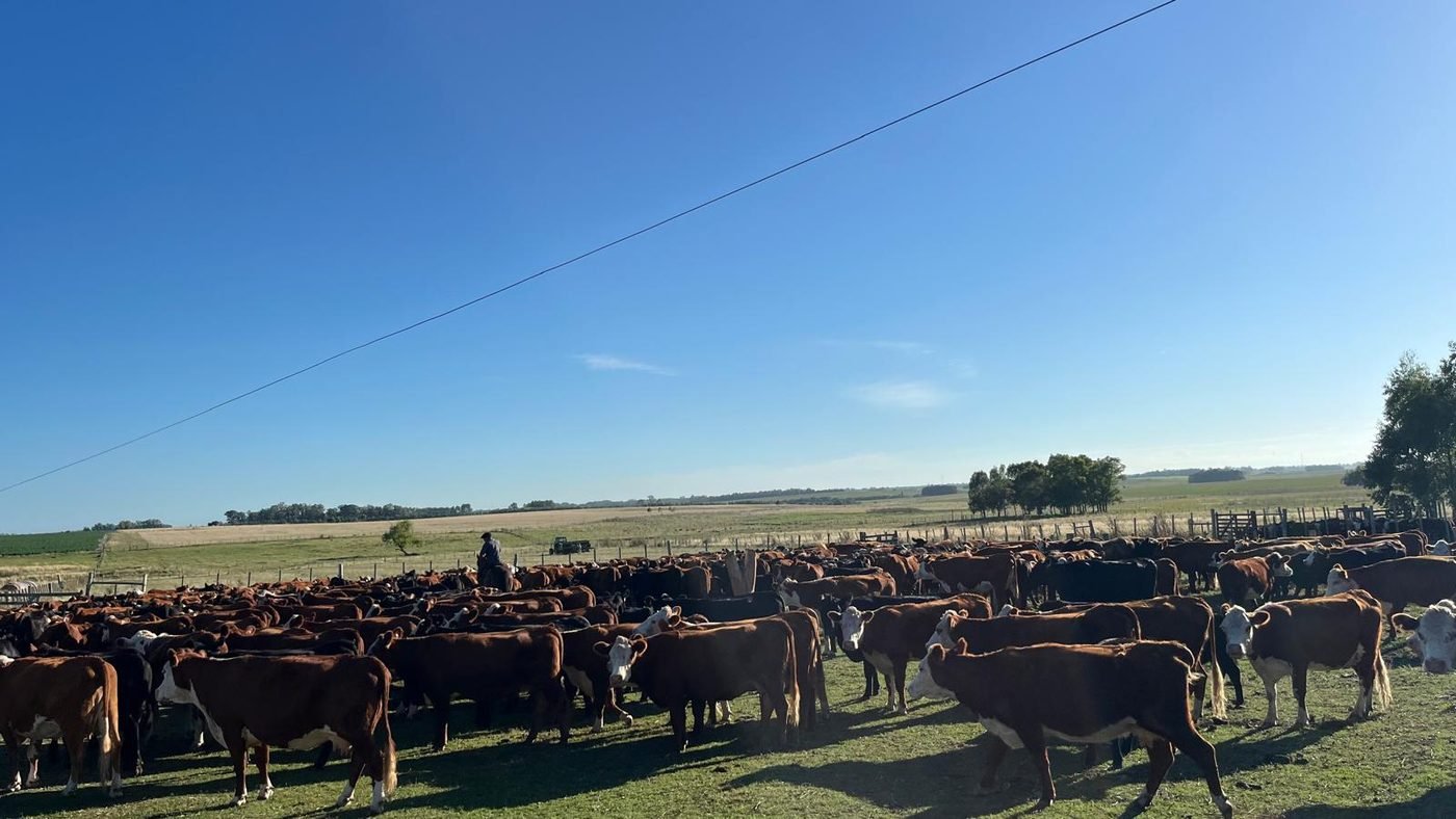Rodeo de ganado en un corral