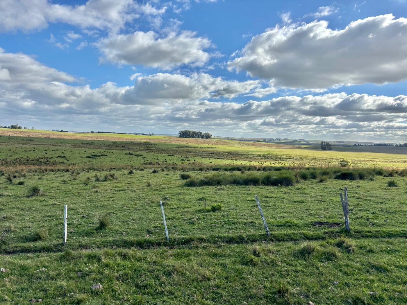 Campos verdes con alambrado