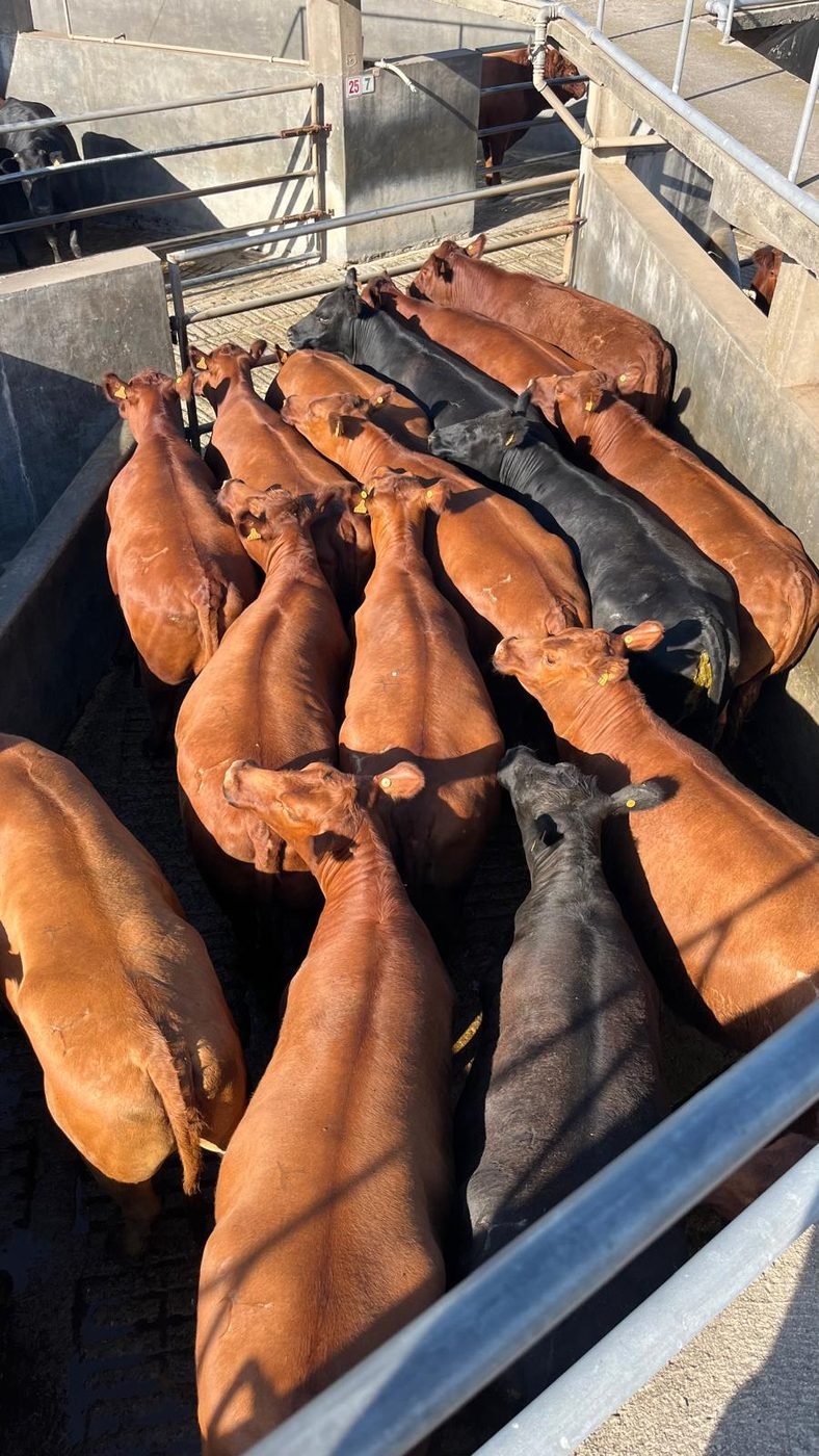 Vacas gordas en un corral de frigorífico