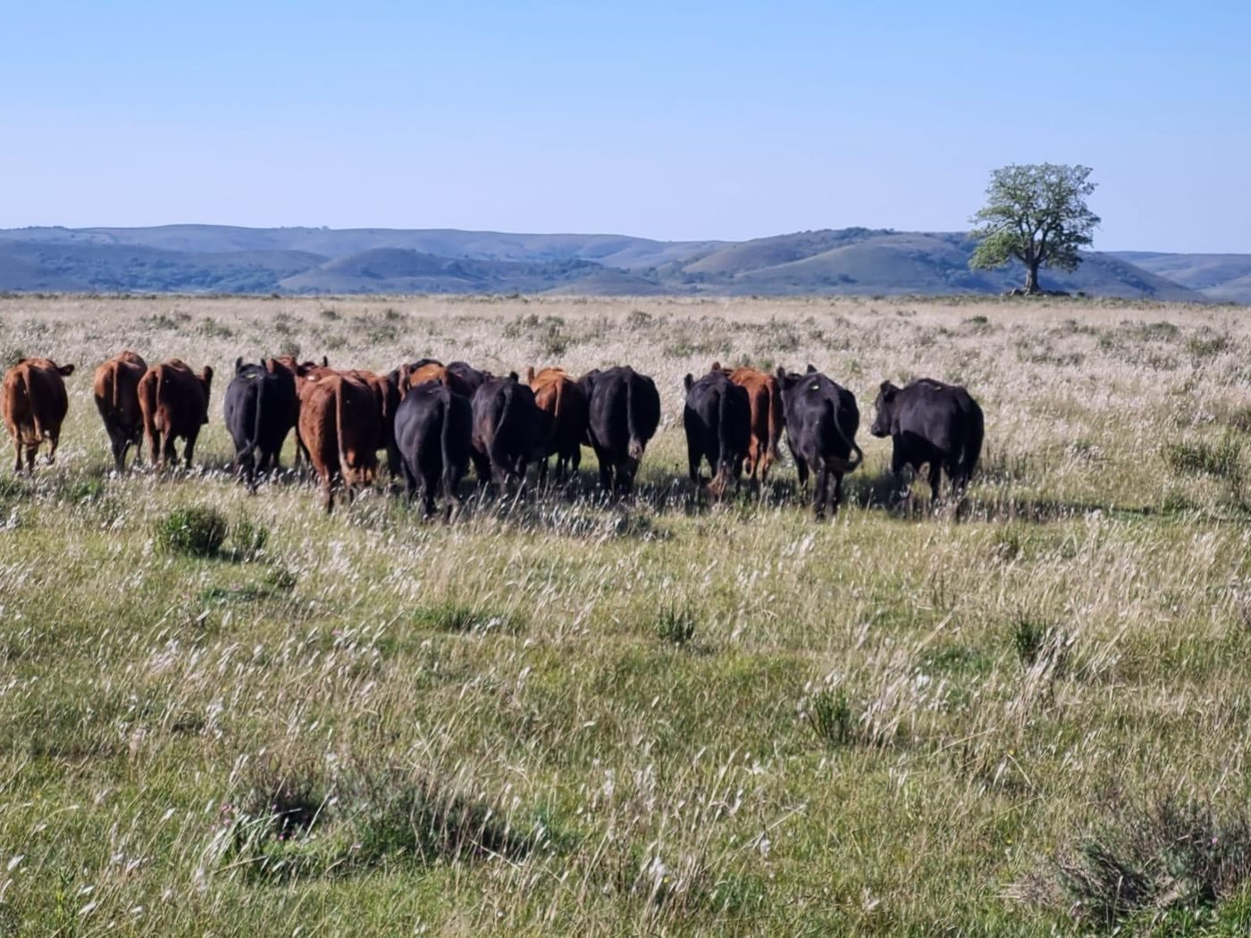 Arreo de ganado en el campo