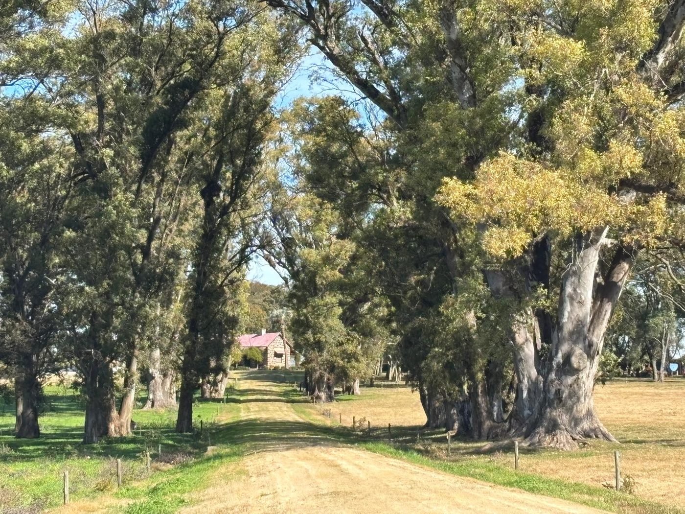 Camino de tierra entre árboles añosos rumbo al casco