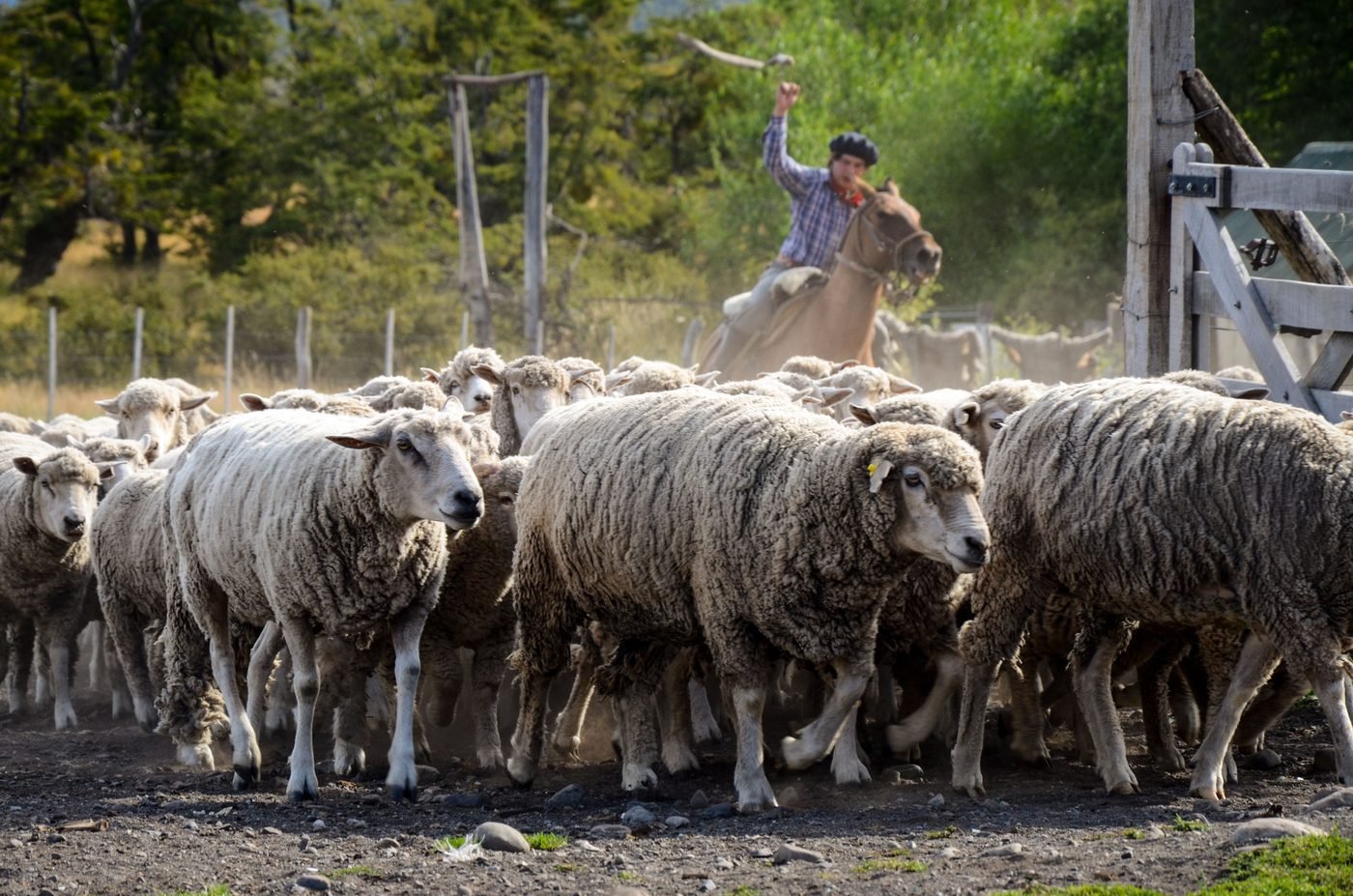 Trabajador rural a caballo arreando una majada de ovejas