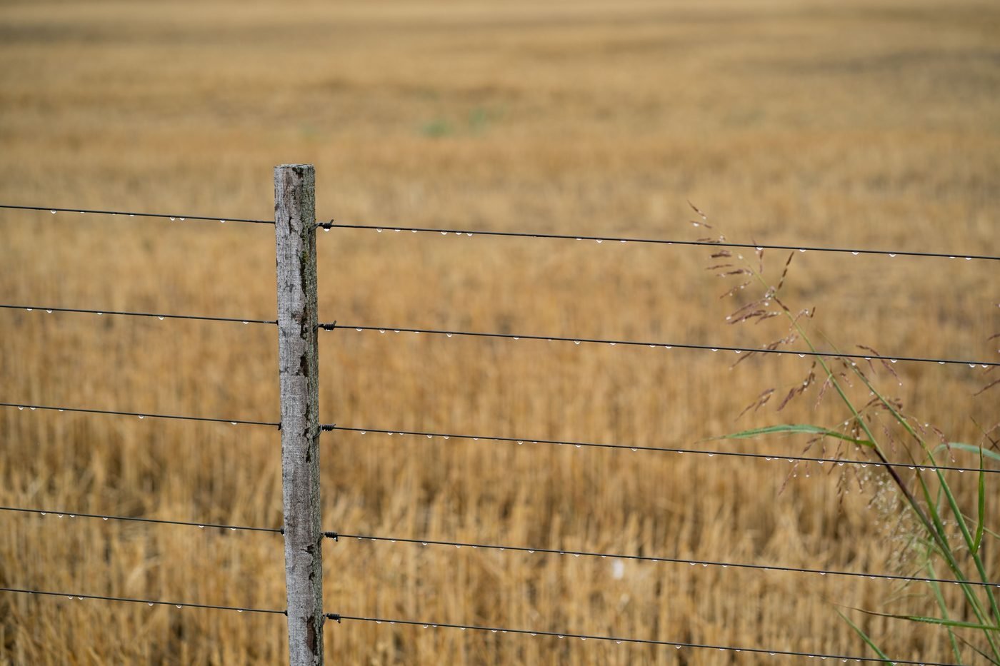 Alambrado y pastura dorada en el campo