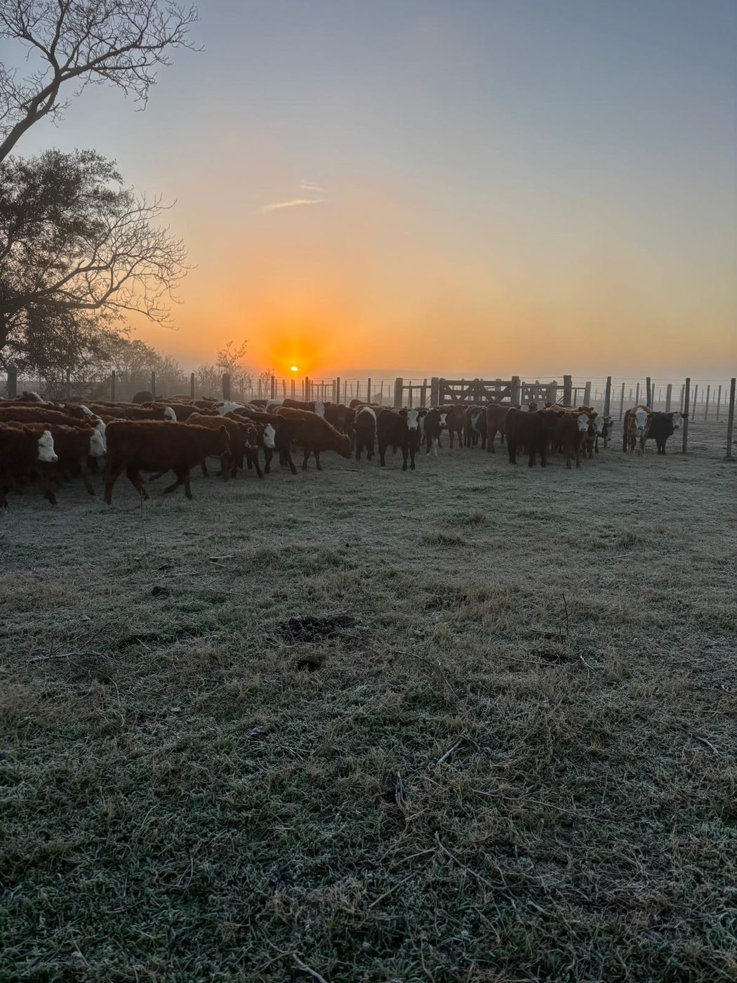Rodeo de ganado al amanecer, con escarcha en el campo