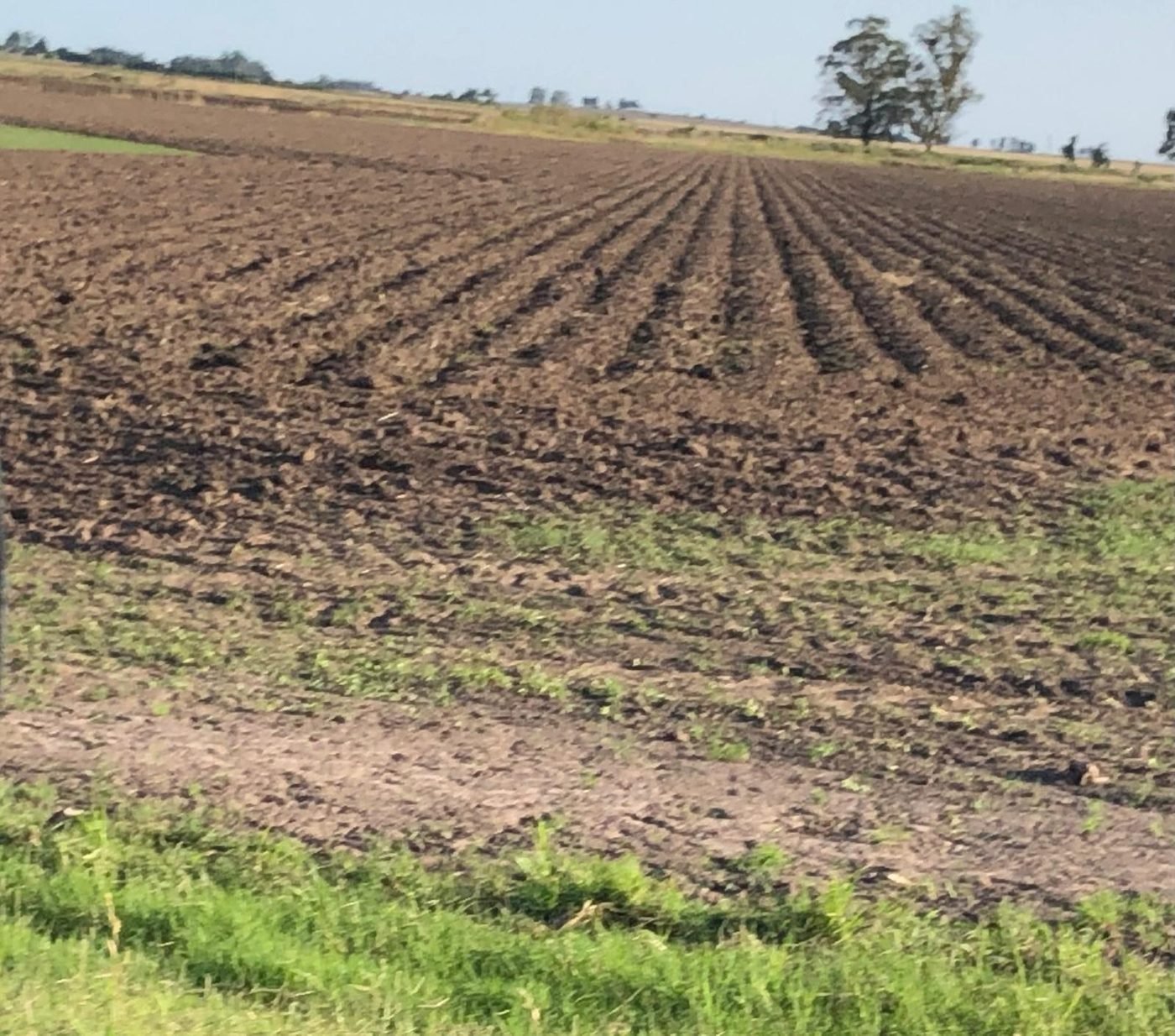 Chacra sembrada con surcos de papa