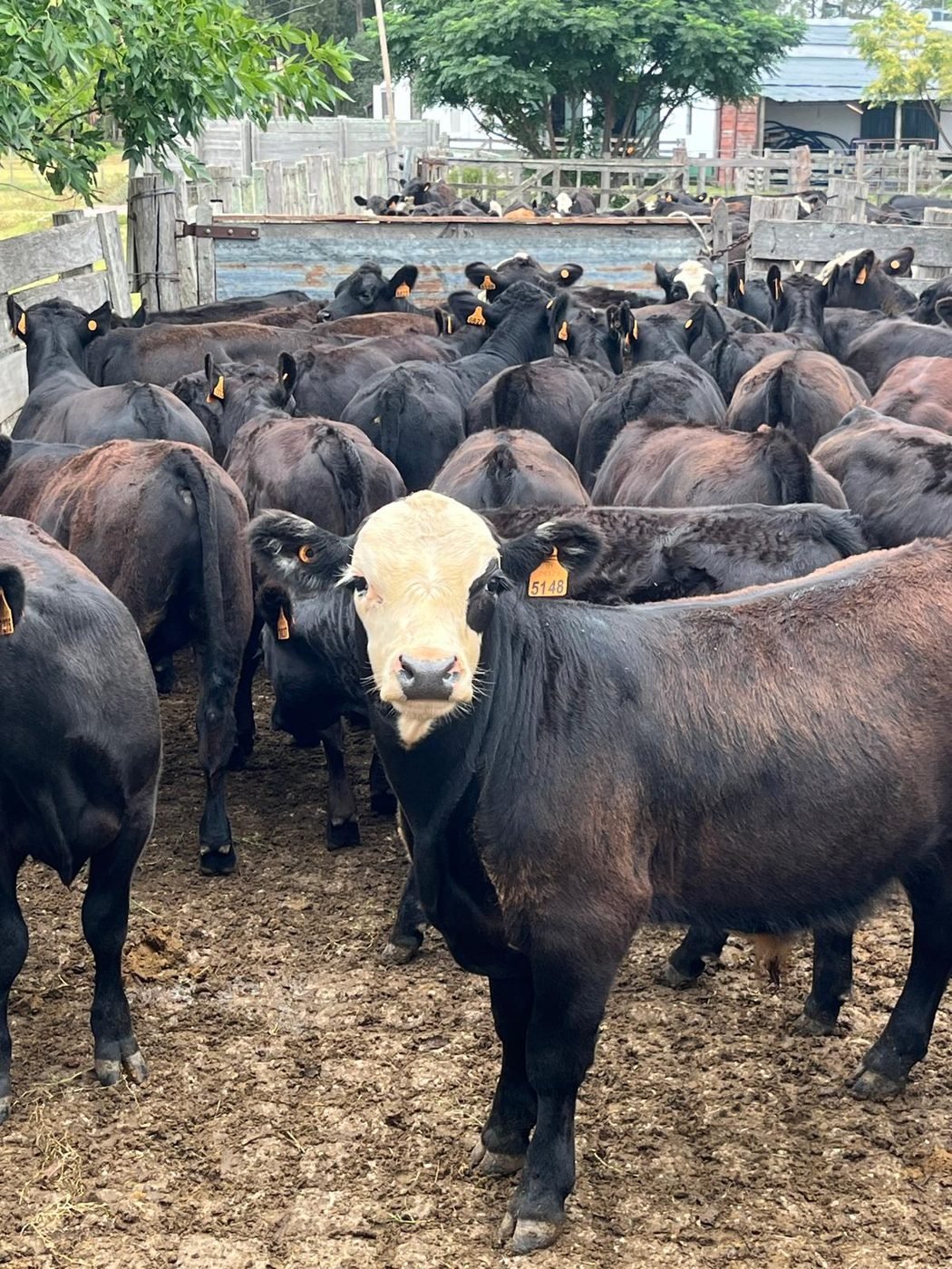 Ganado Angus en el corral